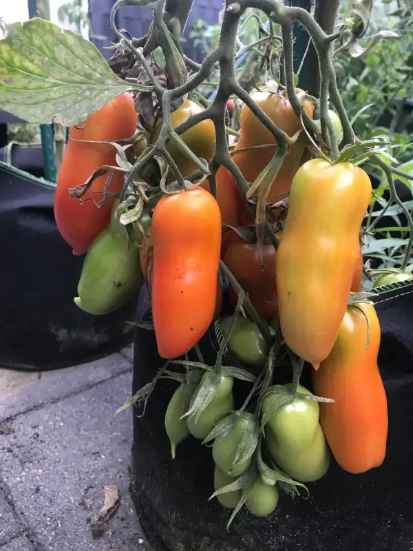 Tomaten: Super San Marzano