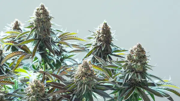 Cannabis: Super Silver Haze
