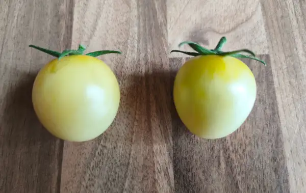 Tomaten: Super Snowwhite