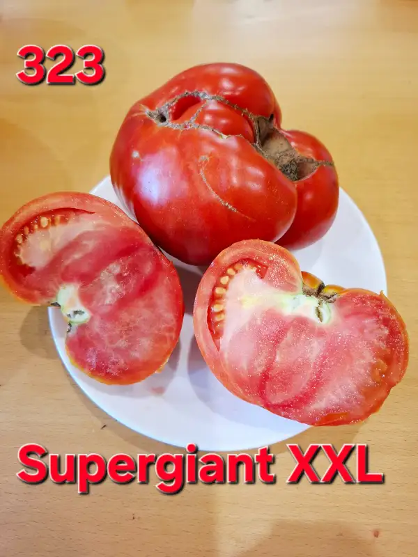 Tomaten: Supergiant XXL