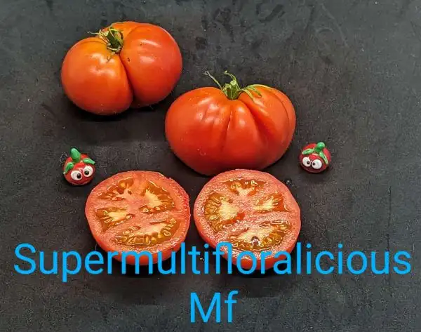 Tomaten: Supermultifloralicious Multiflora