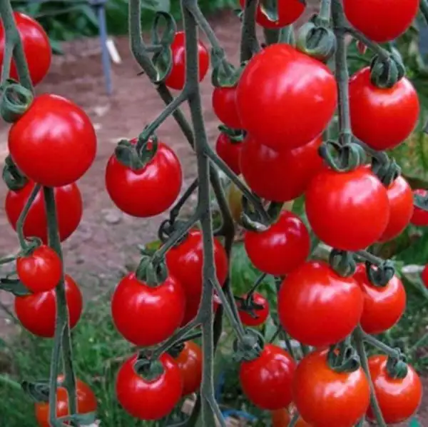 Tomaten: Supersweet