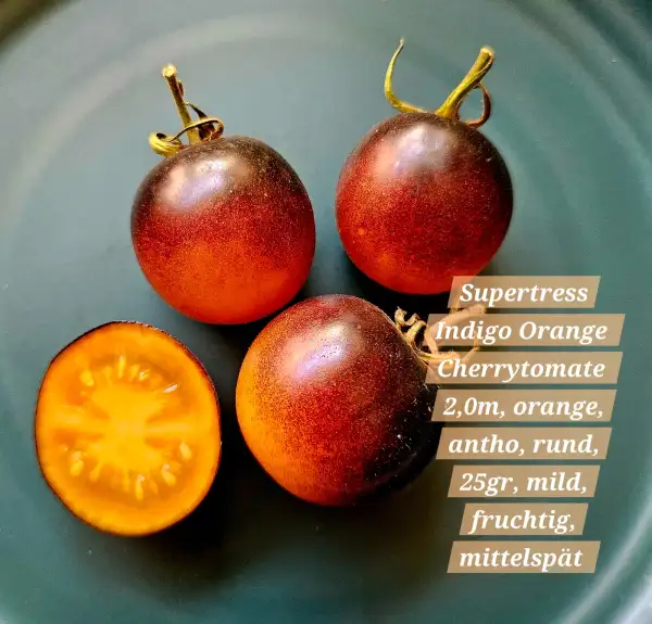 Tomaten: Supertress Indigo Orange