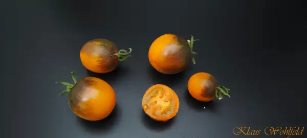 Tomaten: Supertress Indigo Orange