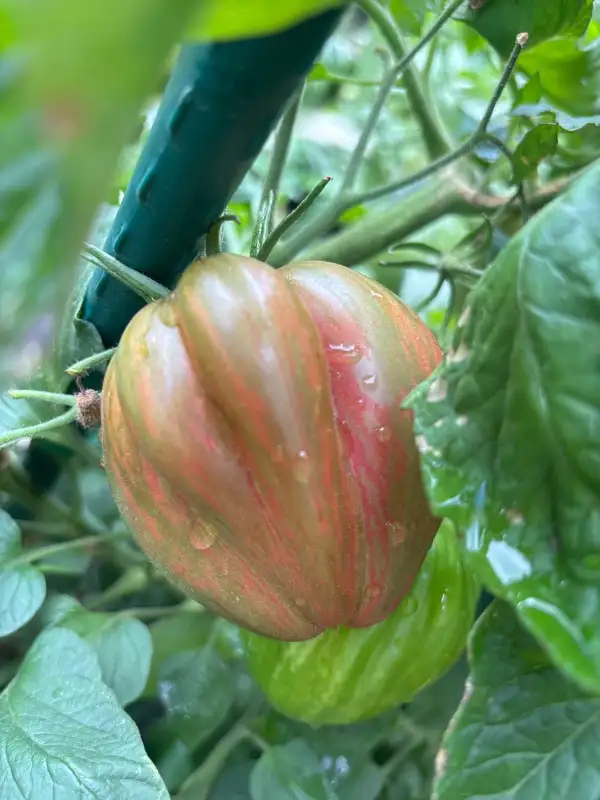Tomaten: Surfer Well
