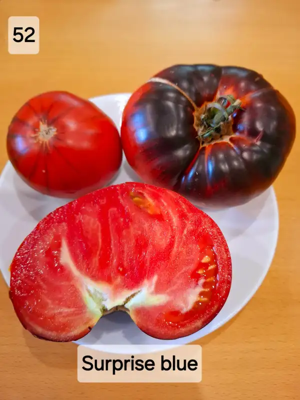 Tomaten: Surprise blue