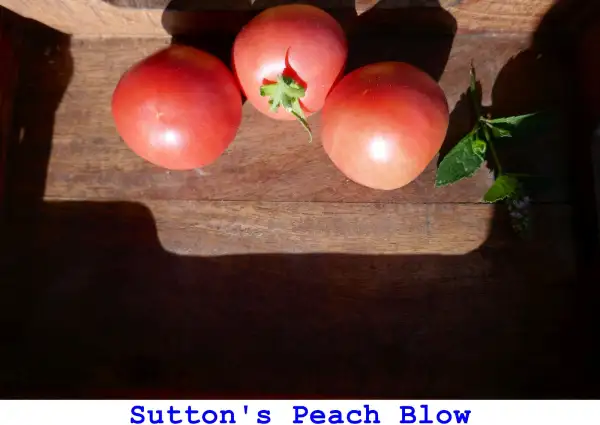Tomaten: Sutton’s Peach Blow