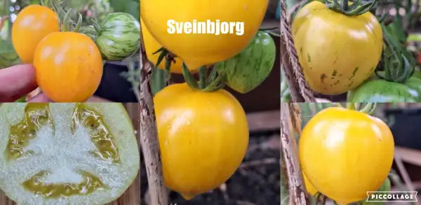 Tomaten: Sveinbjorg - aus Dänemark