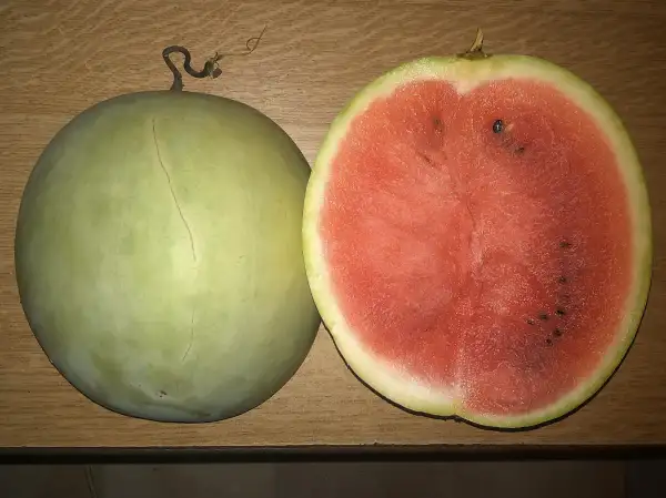 Melonen: Svetlyachok wassermelone