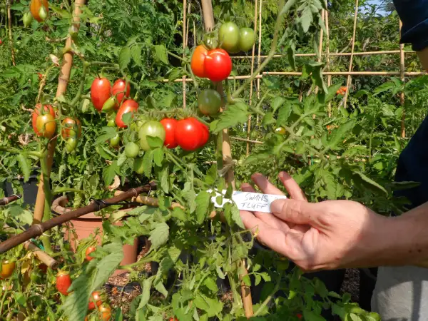 Tomaten: Swans Fluff ( Kat# 2140 )