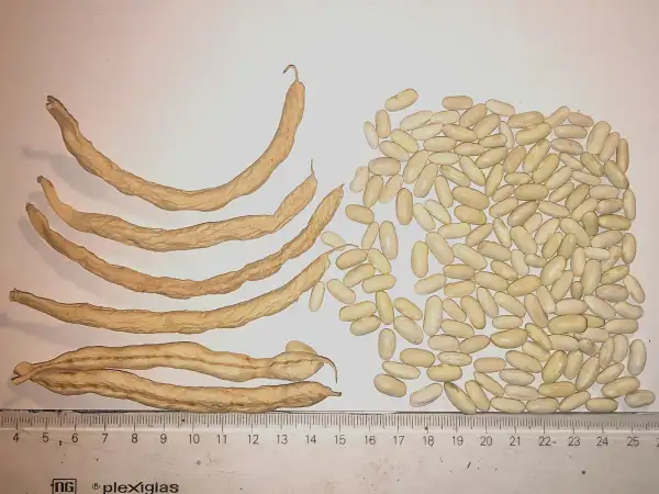 Bohnen: Swedish Long Yellow