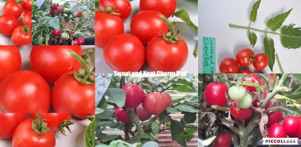 Tomaten: Sweet and Neat - Cherry Red - Zwergtomate