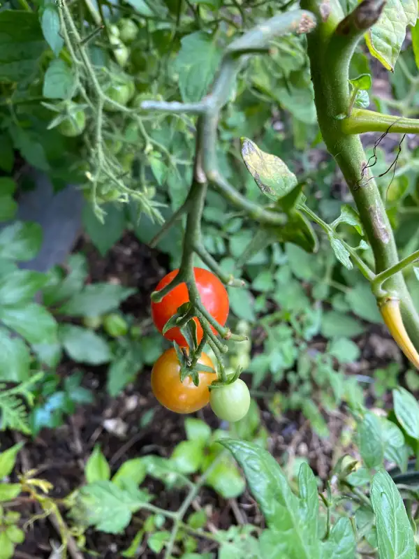 Tomaten: Sweet Aperitif