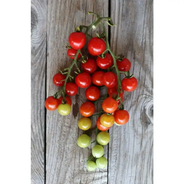 Tomaten: Sweet Aperitif