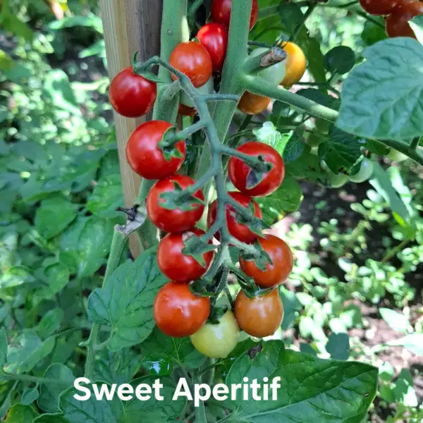 Tomaten: Sweet Aperitif