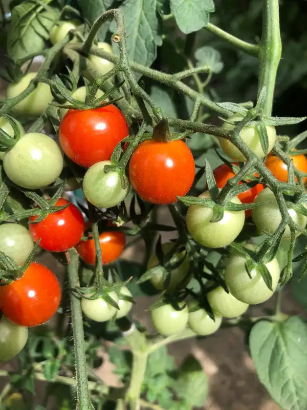 Tomaten: Sweet Aperitif