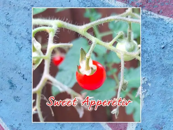 Tomaten: Sweet Apperetiv