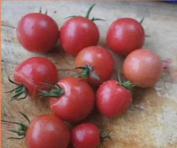 Tomaten: Sweet as Linda