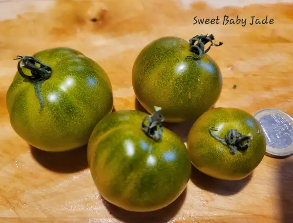 Tomaten: Sweet Baby Jade