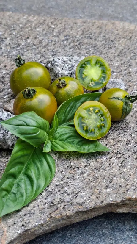 Tomaten: Sweet Baby Jade