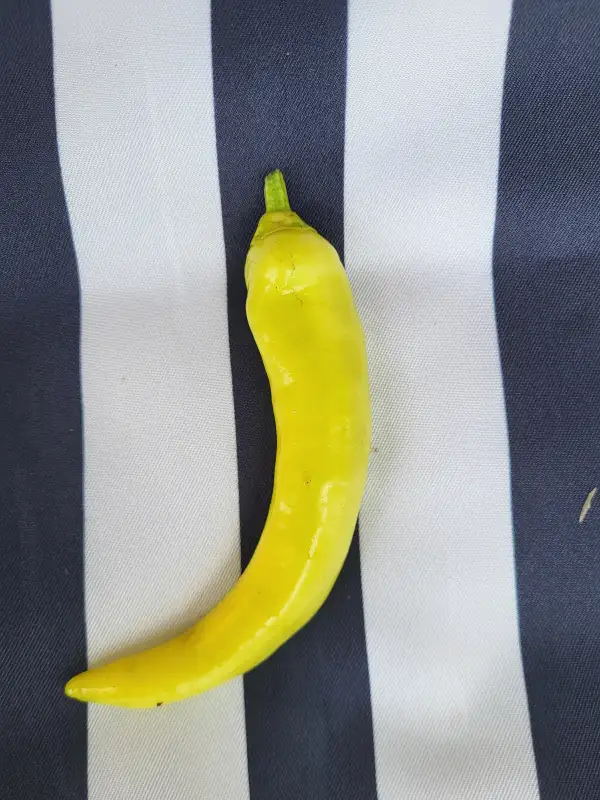 Chili / Paprika: Sweet Banana
