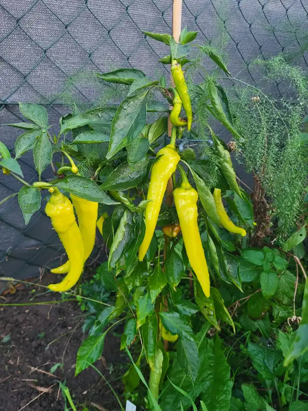 Chili / Paprika: Sweet Banana