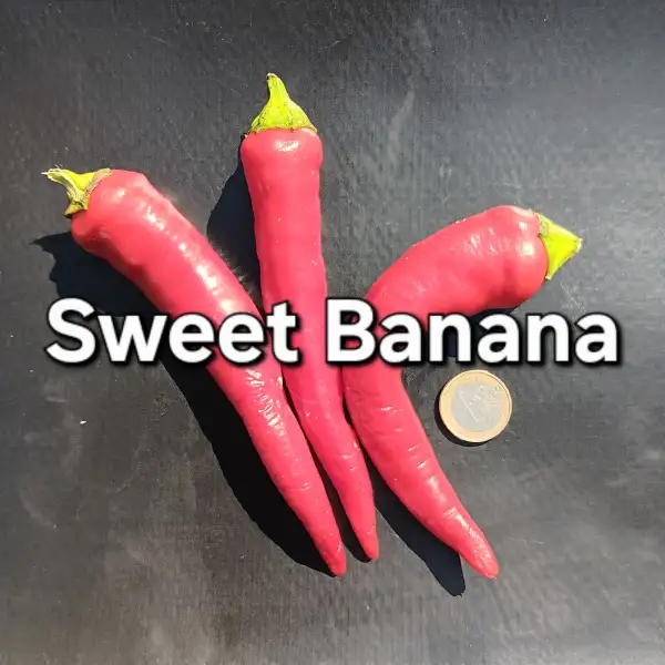 Chili / Paprika: Sweet Banana