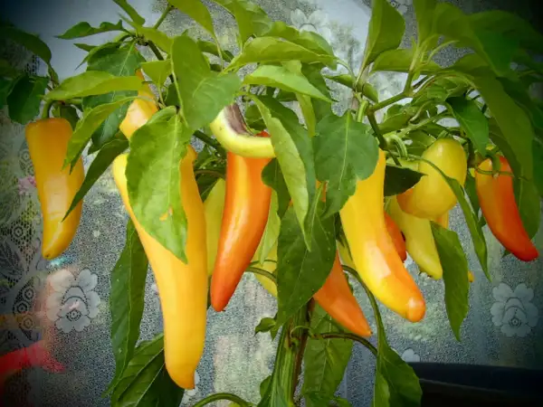 Chili / Paprika: Sweet Banana Spitzpaprika