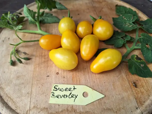 Tomaten: Sweet Beverley