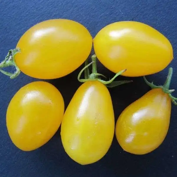 Tomaten: Sweet Beverley