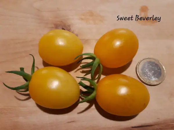 Tomaten: Sweet Beverley