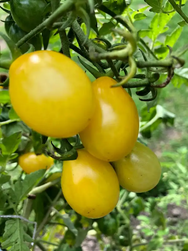 Tomaten: Sweet beverly