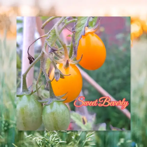 Tomaten: Sweet beverly