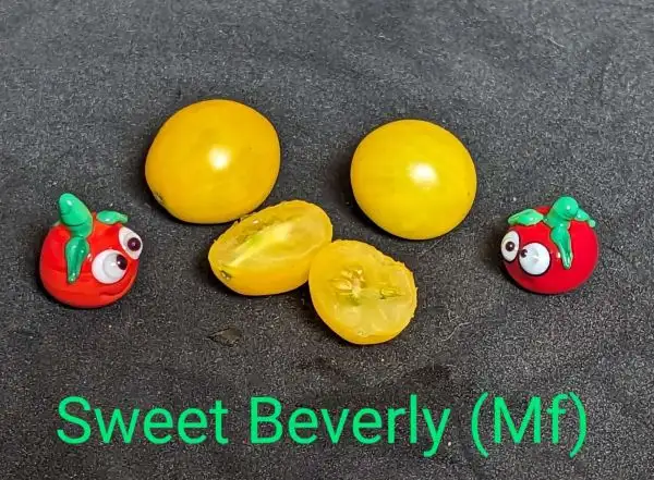 Tomaten: Sweet Beverly Multiflora