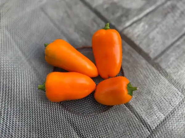 Paprika: Sweet Bite
