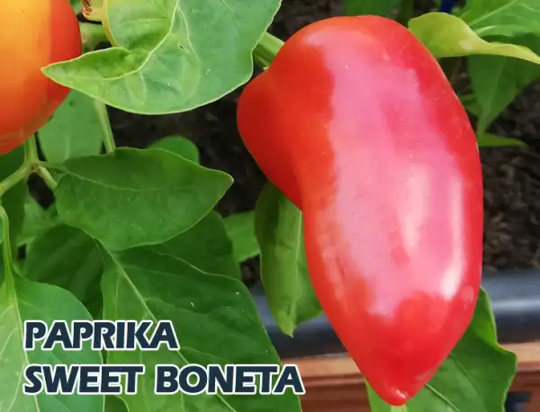Paprika: sweet Boneta