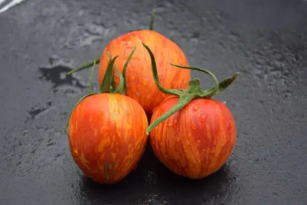 Tomaten: Sweet Canaros