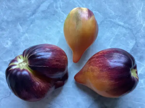 Tomaten: Sweet Caramel Sofia