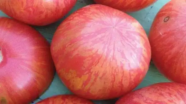 Tomaten: Sweet Carneros Pink