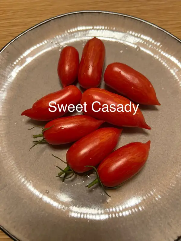 Tomaten: Sweet Casaday