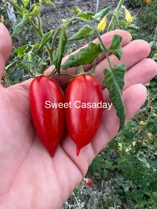 Tomaten: Sweet Casaday