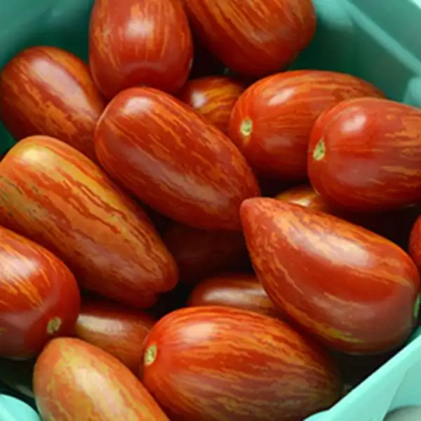 Tomaten: Sweet Casady