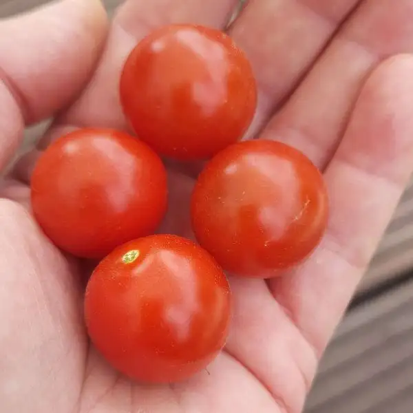 Tomaten: Sweet Cherry