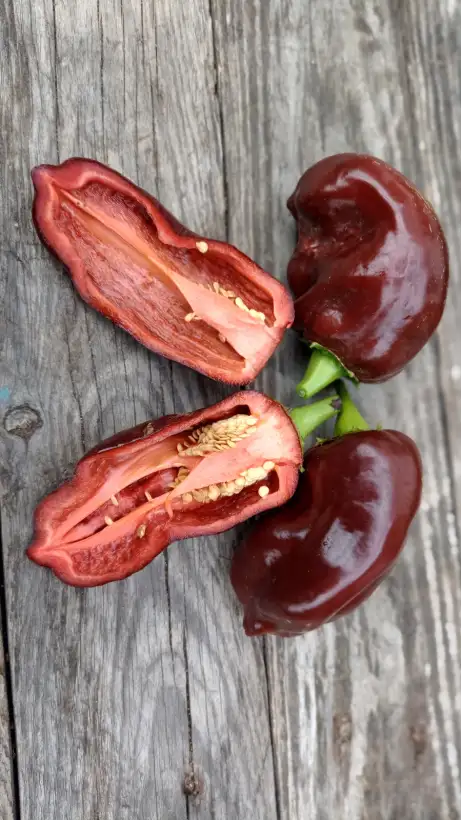 Chili / Paprika: Sweet Chocholate