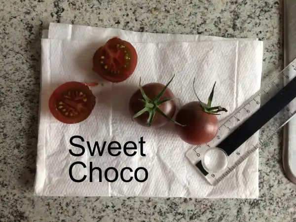 Tomaten: Sweet Choco