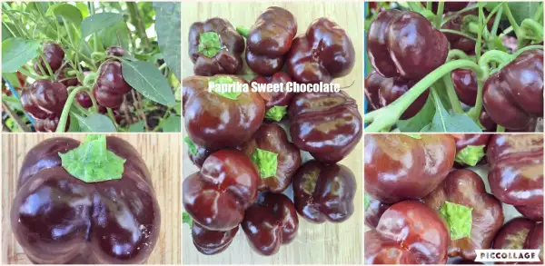 Paprika: Sweet Chocolate - Parika
