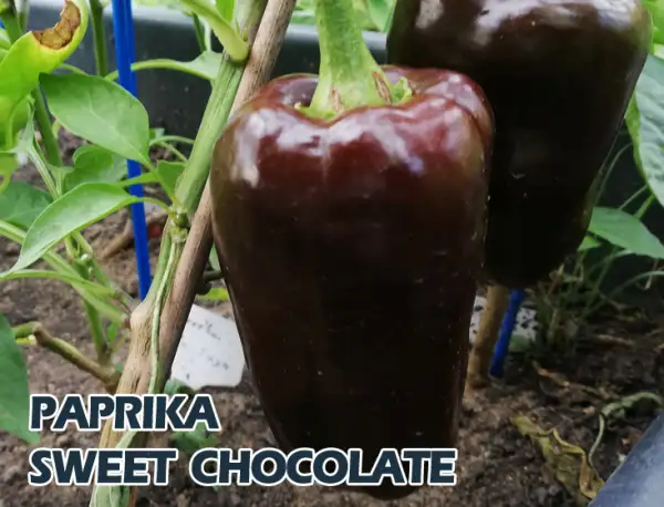 Paprika: Sweet Chocolate