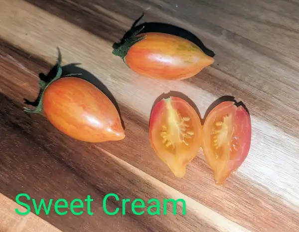 Tomaten: Sweet Cream