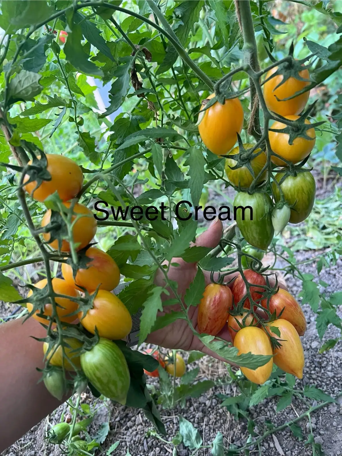 Tomaten: Sweet Cream