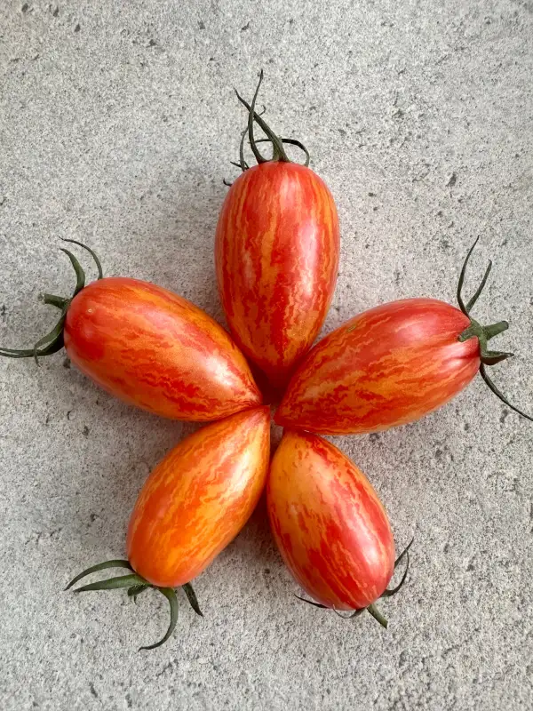 Tomaten: Sweet Cream